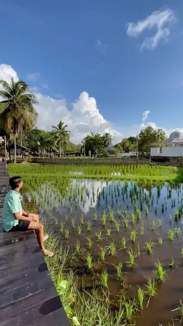 Langkawi's Serene Oasis: Laman Padi, Where Nature and Culture Converge! 🌾