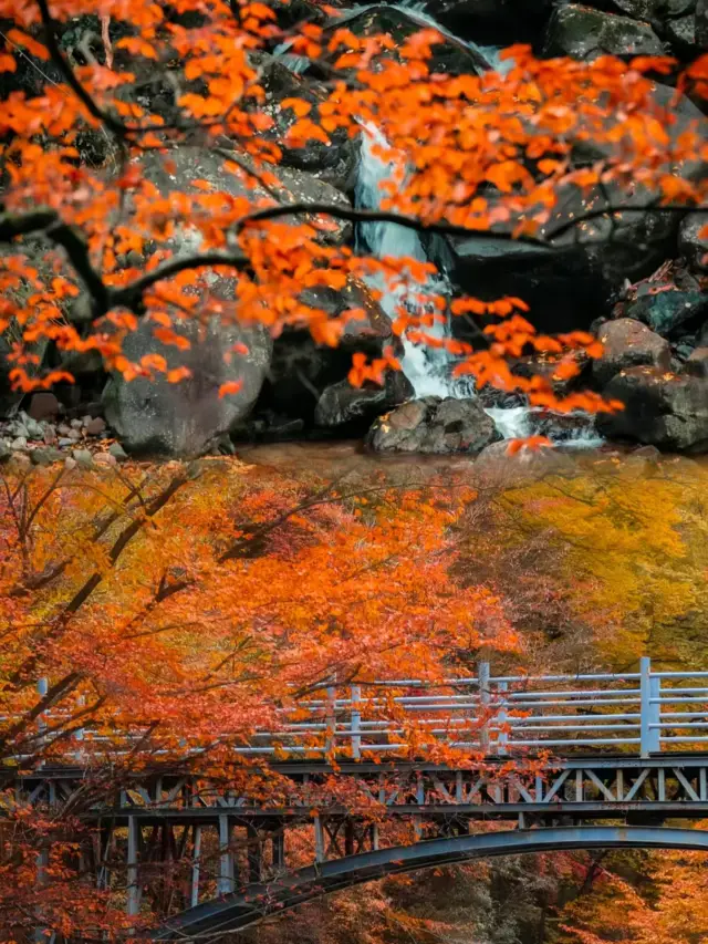 Treasure Autumn Spot - Guangwushan! It's really worth a visit!