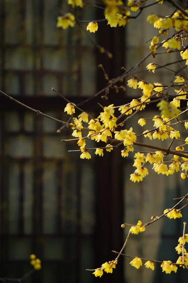 金陵瞻園からの中国美学～花は希少で風格があり、半開きが最も優雅な韻を持っています