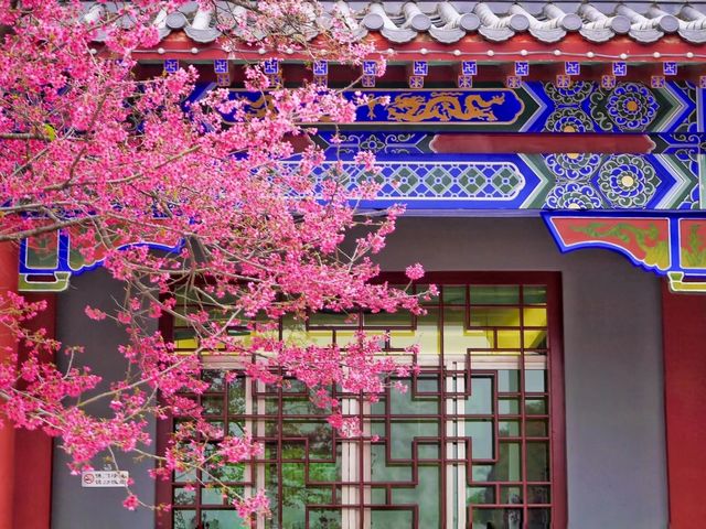 東華禪寺的櫻花綻放了