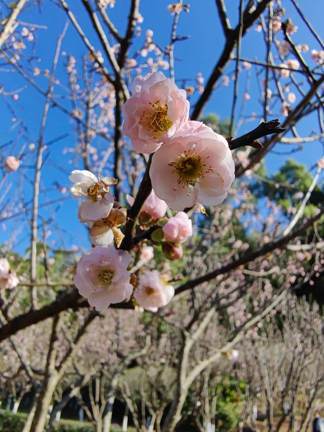 自駕遊廣東，深圳梅園賞梅