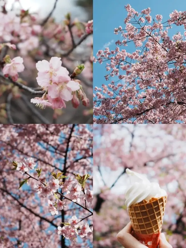 도쿄 신주쿠 궁원 꽃 시기 표, 조석벚꽃이 이미 피었습니다