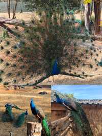 雲南野生動物園真的太離譜了含避坑指南