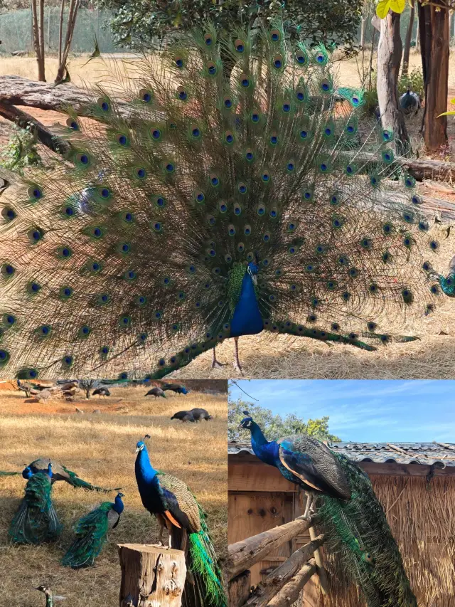 雲南野生動物園は本当に驚くべき場所で、避けるべき落とし穴ガイドを含んでいます