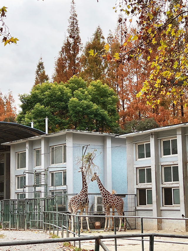 上海動物園保姆級旅遊攻略，看這篇就夠了！