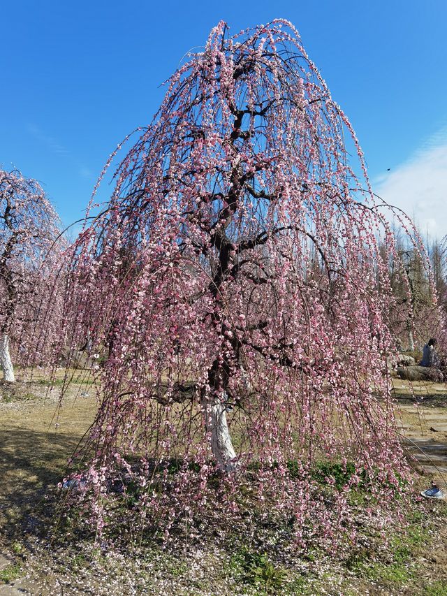 問花村—全都盛開