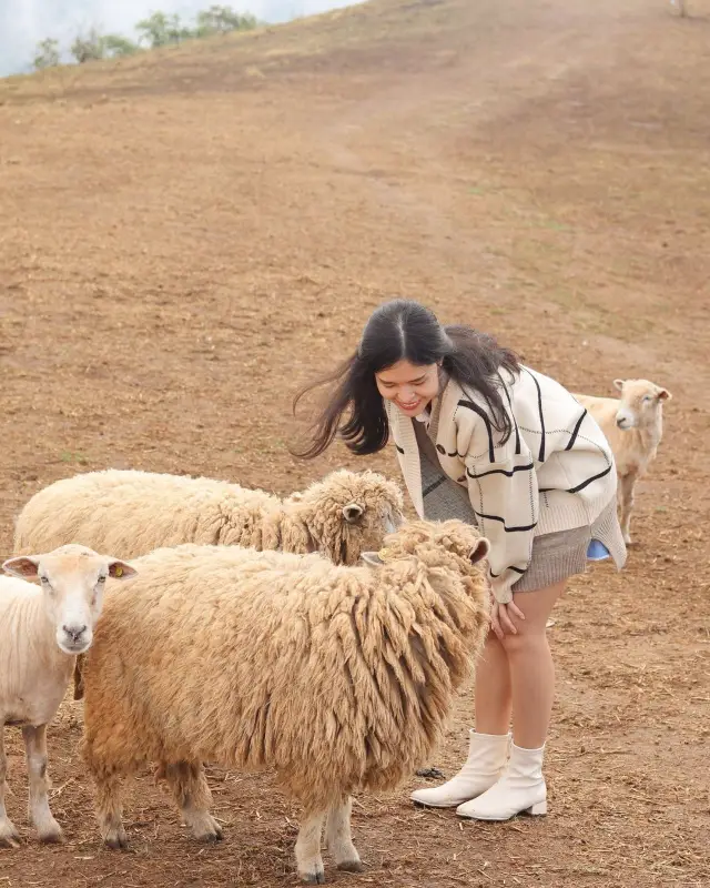 🐑🍊💓 Sheep with me! ถ้าคุณกำลังวางแผนทริปเที่ยวเชียงราย อย่าพลาดที่จะไปเยือนฟาร์มแกะที่น่ารักนี้! 🌳🏞️