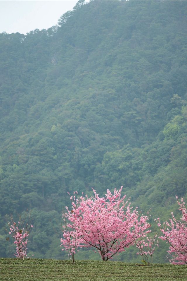 潮汕周邊二三月櫻花||梅州陰那山靈光寺