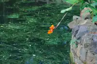 上海浦東隱匿的古典園林，古鐘園