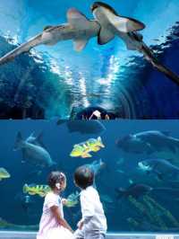 布吉島最大水族館開業-💫親子溜娃好去處