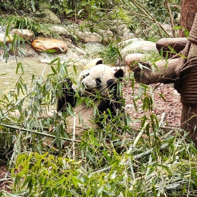 If you are a 🐼 PANDA lover,come here ! 