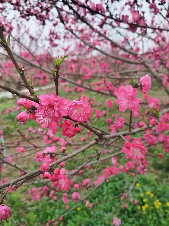 重慶賞花好去處，這個季節的桃花正當時！