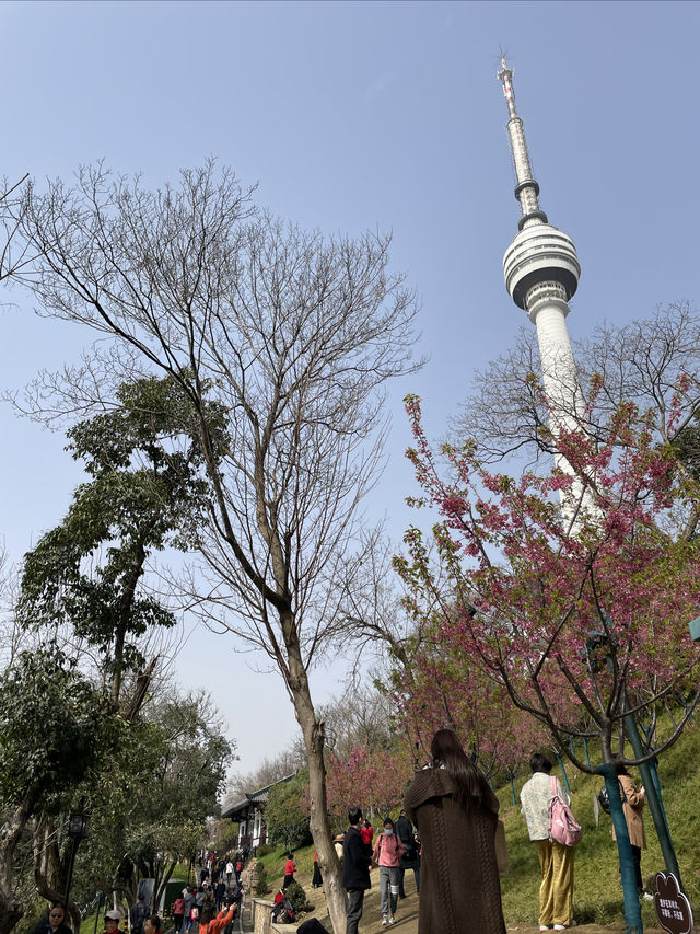 龜山公園的山櫻