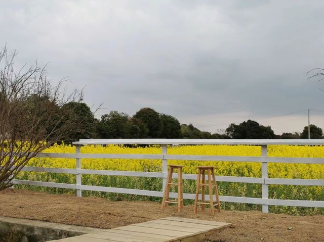 關於春天 || 陽光 微風 油菜花