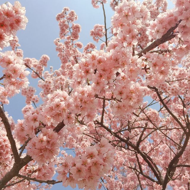 三月的武漢！盛開的櫻花等你來！