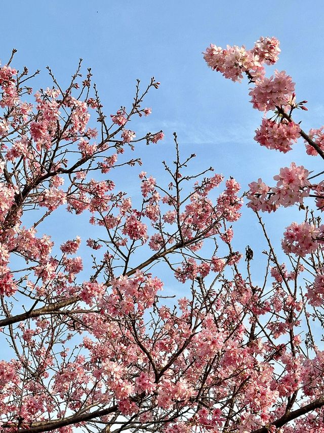 被99%廈門人忽略的櫻花園！（3月23日實況）
