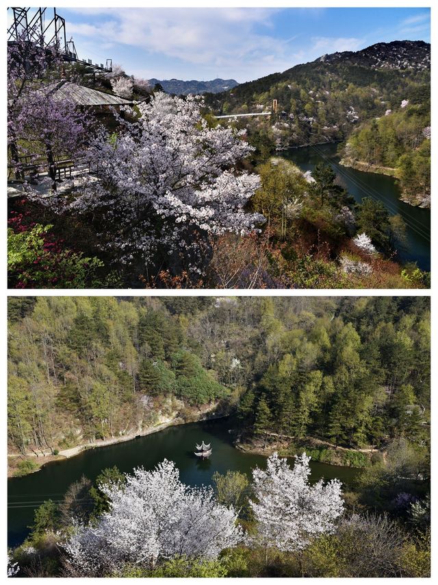 武漢周邊賞櫻地，黃陂清涼寨原生態野櫻，山水之間感受春意盎然