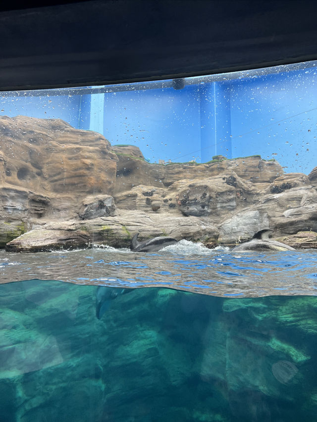 全世界最大的室內水族館大阪必打卡