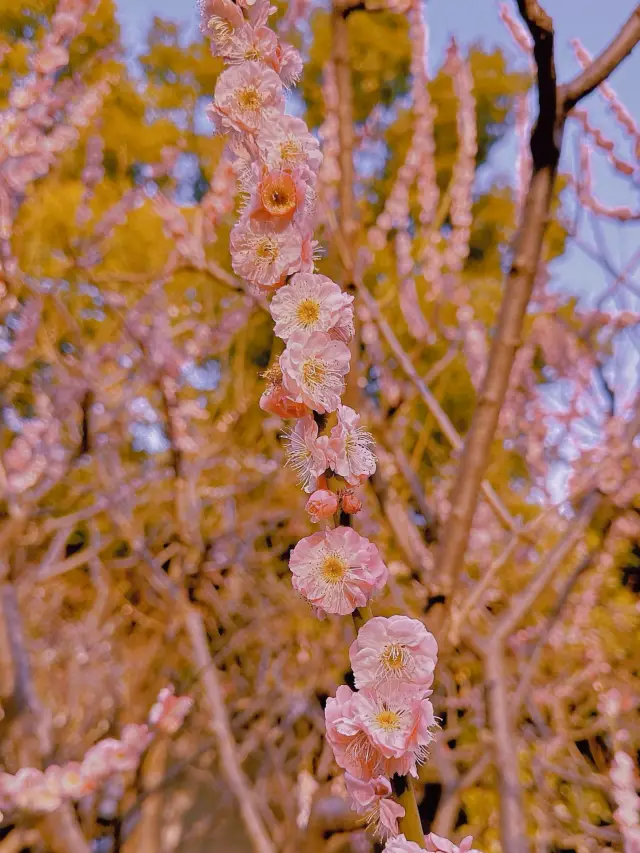 三月の魔都での梅の花の祭典、逃したら一年待ちですよ！