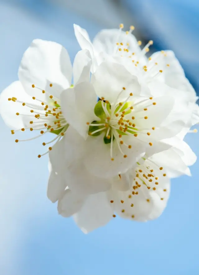 天津賞花記/醉美桃花堤