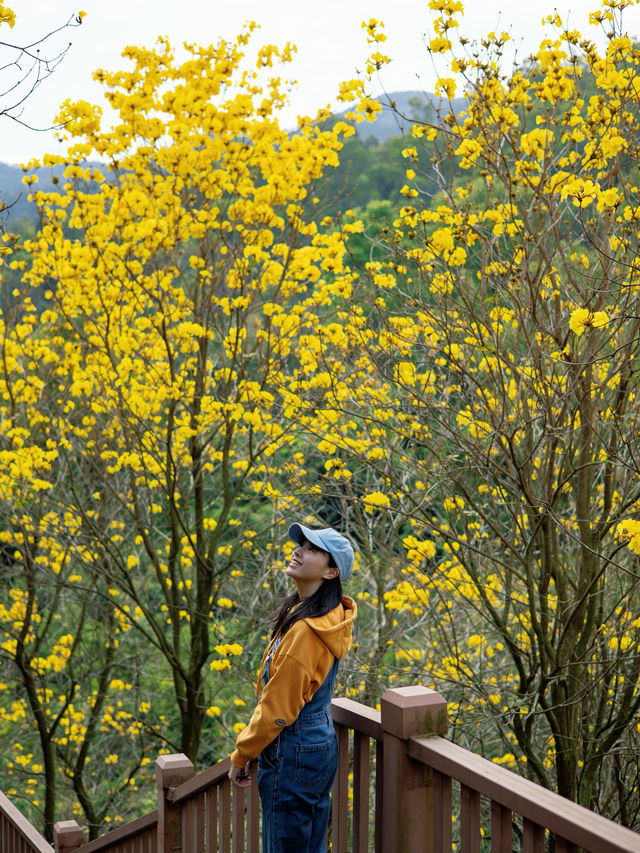 開滿黃花風鈴木的國家森林公園