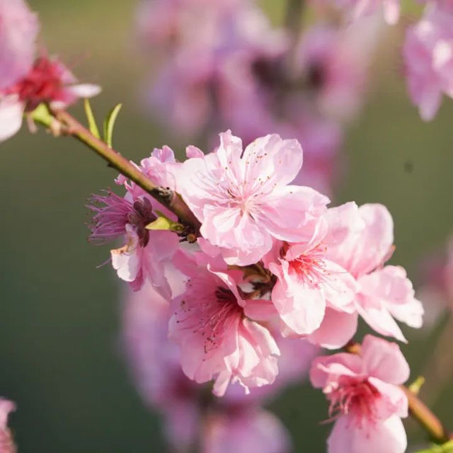 Zhongxiu Gardens Beauty 🌹🌺