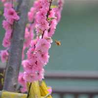 Zhongxiu Gardens Beauty 🌹🌺