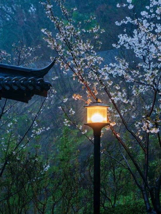 Jiming Temple and Cherry Blossom 🌸❤️