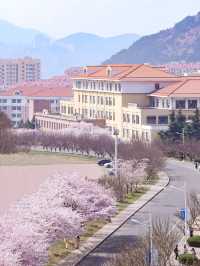 Ocean University of China (Laoshan Campus) 🌸
