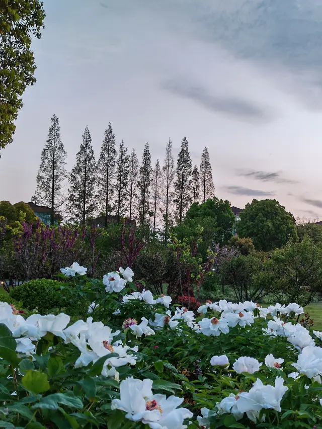 夕陽下看花 仿佛步入莫奈花園