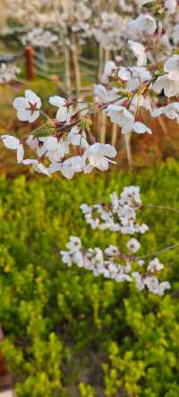 浮山公園越來越美咯