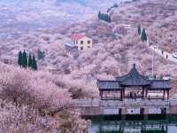 Bountiful Blossoms at DaLao Cherry Valley 🌸