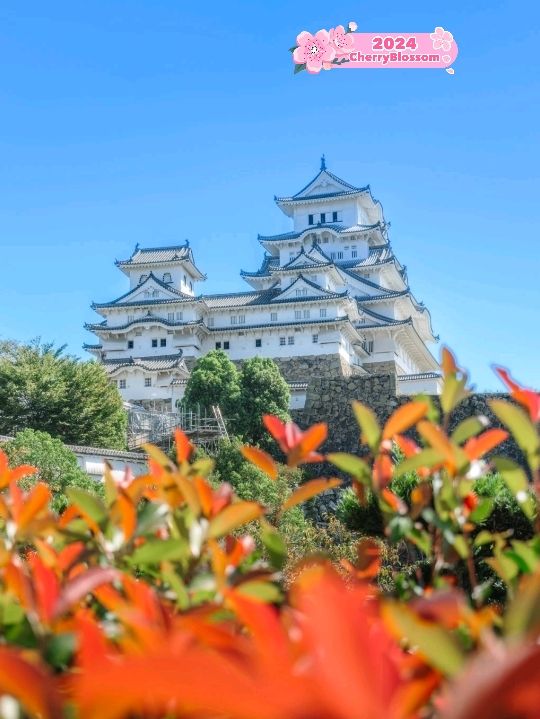 Blossoms at Himeji Castle Osaka🌸❤️🇯🇵