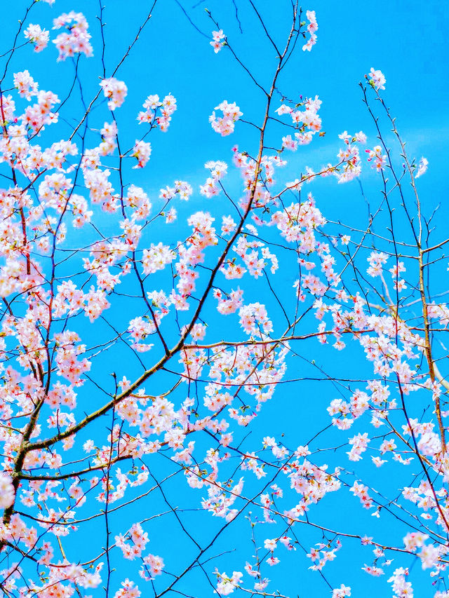 杭州週邊遊｜住進世外桃源，觀雲挖筍賞花在諸暨
