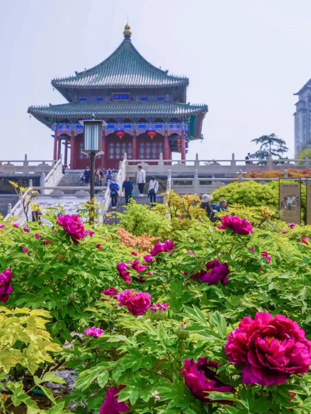National beauty and heavenly fragrance! Plunge into the peony flower sea in Xi'an! Xingqing Park is waiting for you