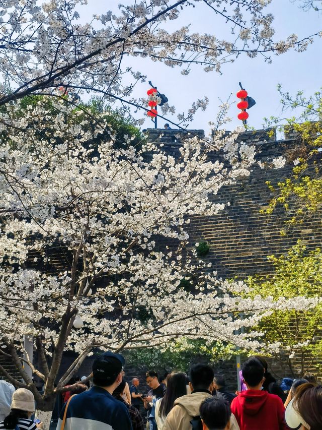 雞鳴寺的櫻花開了南京玩得可真花～