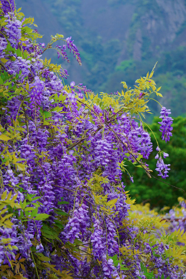 廣西最大的紫藤花打卡地！