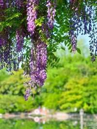 嘉定紫藤園|一簾簾紫色花瀑，詩意了四月天