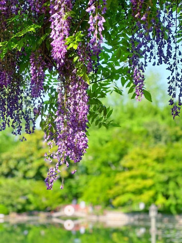 嘉定紫藤園|一簾簾紫色花瀑，詩意了四月天