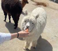 黑龍江齊齊哈爾龍沙動植物園‖齊齊哈爾必打卡景點之一