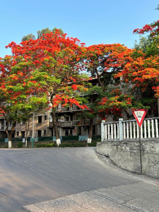 攀枝花｜蘇鐵中路鳳凰花