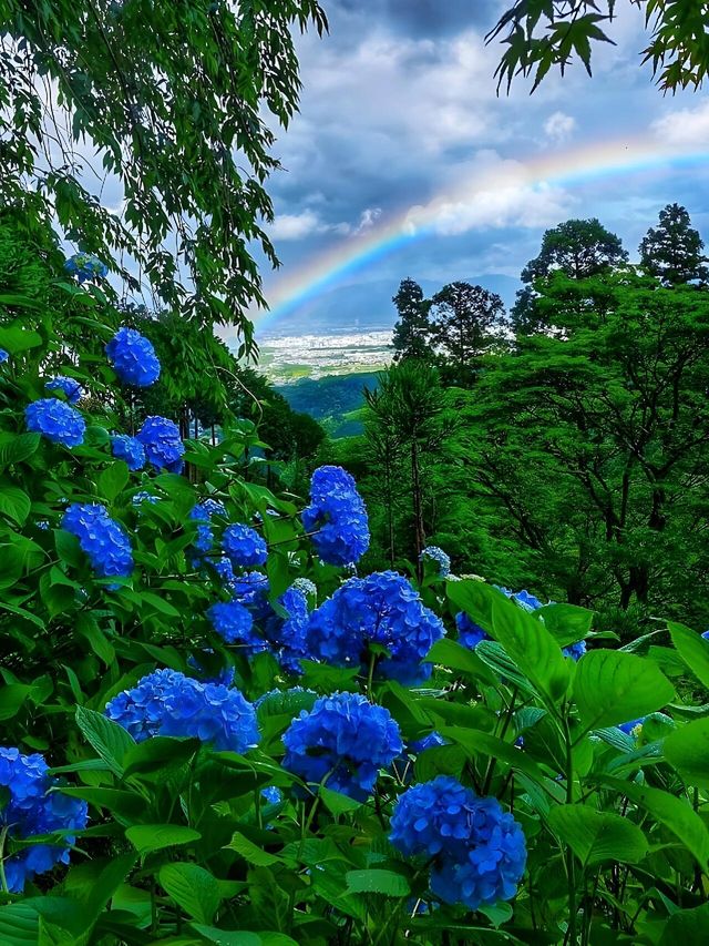 關西夏季限定開始期待紫陽花無盡夏！