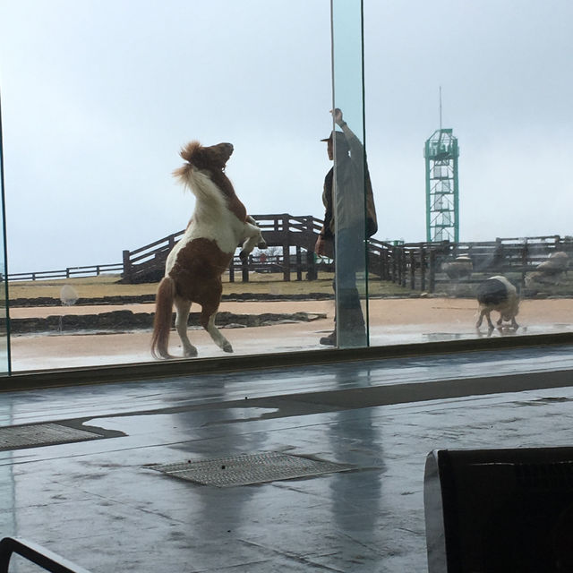 【千葉県/マザー牧場】ジンギスカン鍋が美味しい