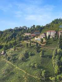 🌄✨ Darjeeling Dreams: Top Hotel Picks! ✨🌄