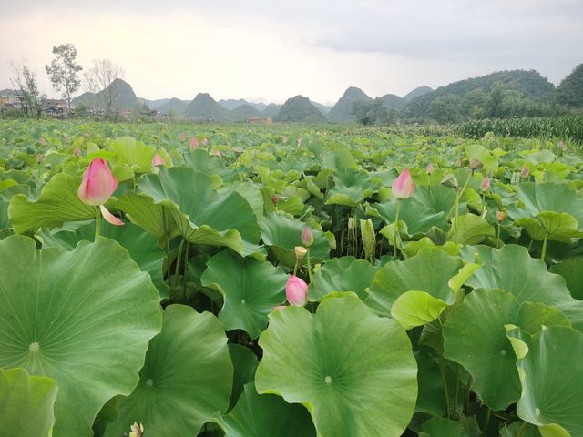 來青龍山拍日落，天鵝湖賞荷花