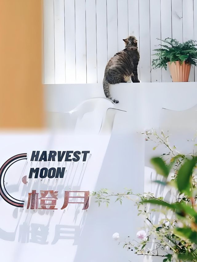 私享莫干山烏托邦音樂民宿——莫干山橙月·黑膠唱片民宿