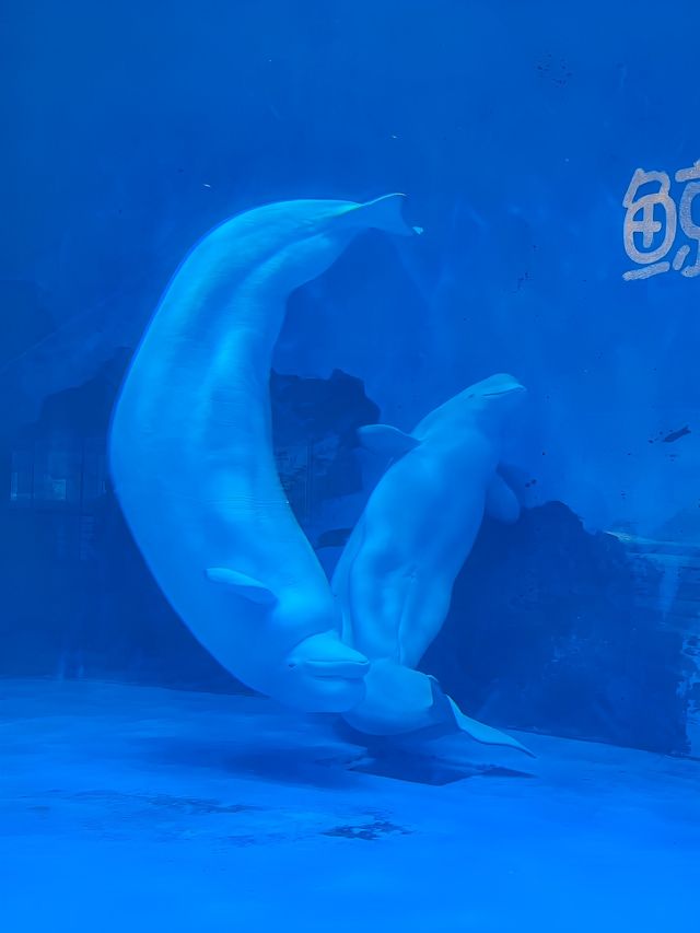 這個夏天，一起去海洋館避暑叭！