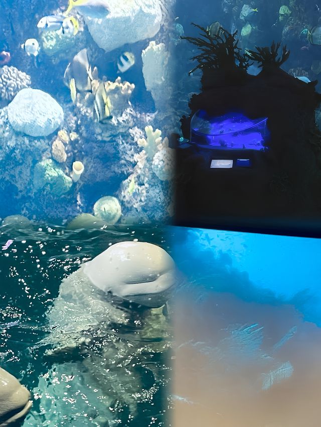 謝德水族館（Shedd Aquarium）旅遊攻略。