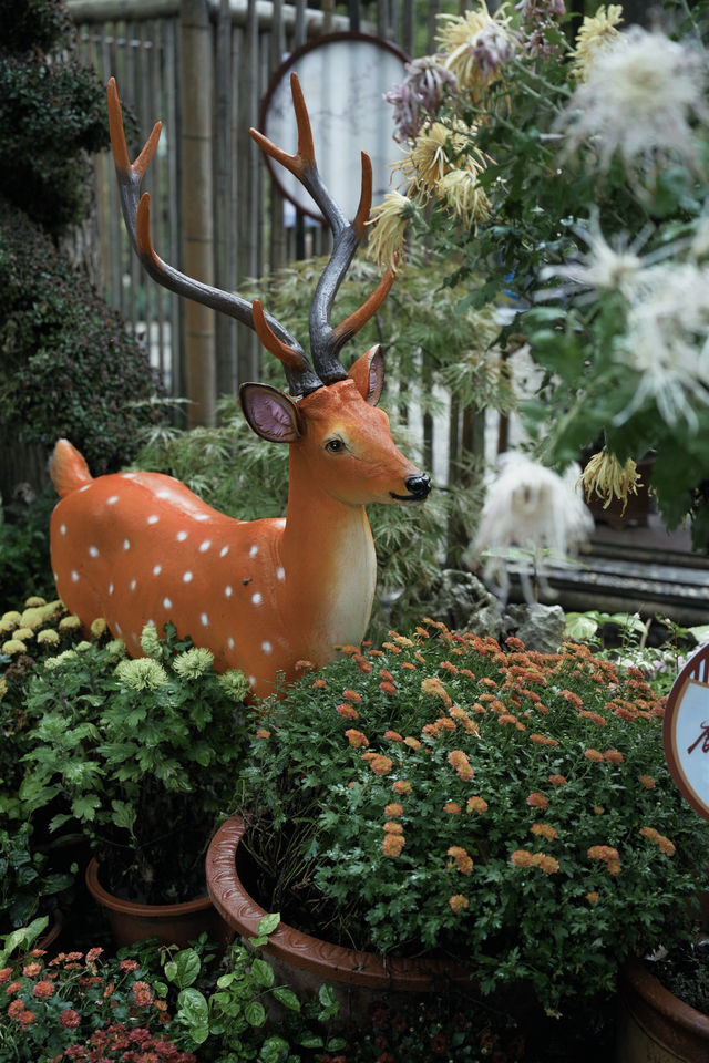 上海1%人才知道的古典園林賞菊好去處！。