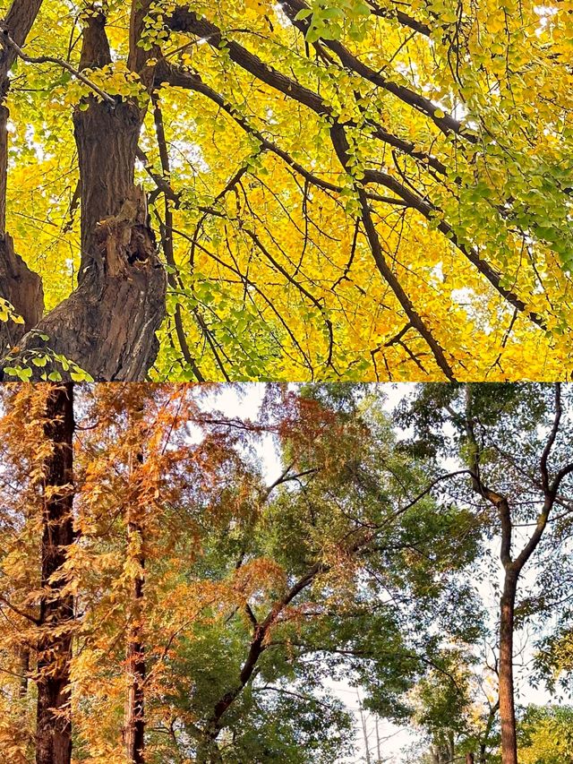 成都百花潭銀杏‖賞秋打卡避坑攻略。